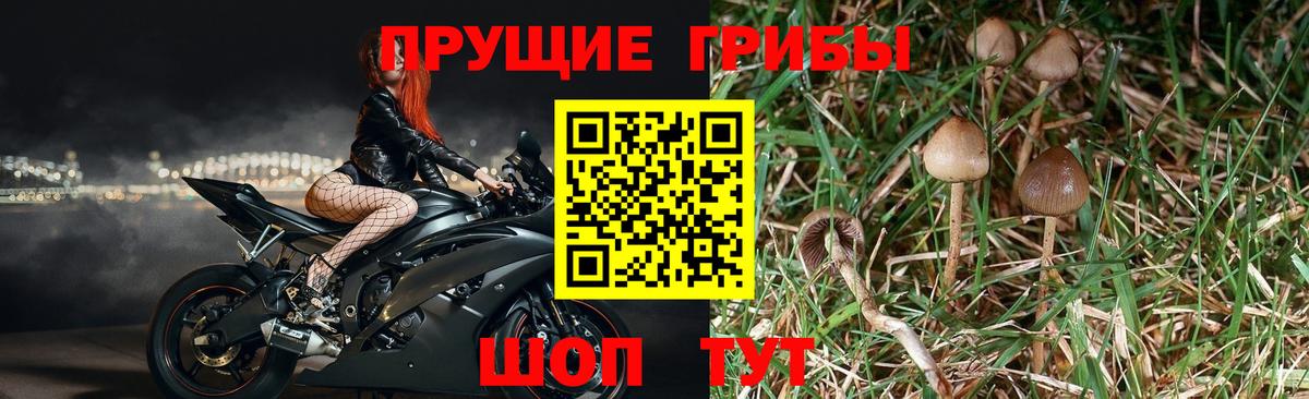 Галлюциногенные грибы прущие грибы Сунжа