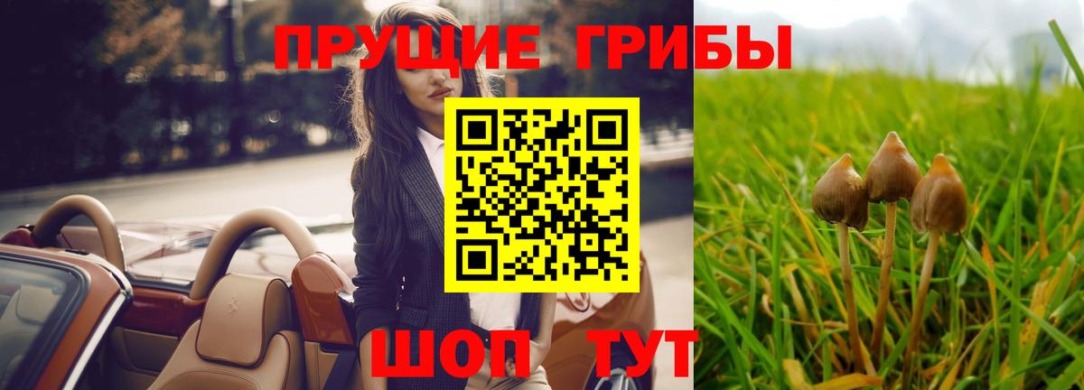 Галлюциногенные грибы Psilocybe  Вход с VPN  Сунжа 